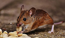 24 Hour & Emergency Exterminators in Somerset, NJ